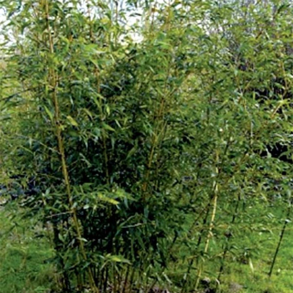 Phyllostachys bambusoides Castilloni Inversa - Madake