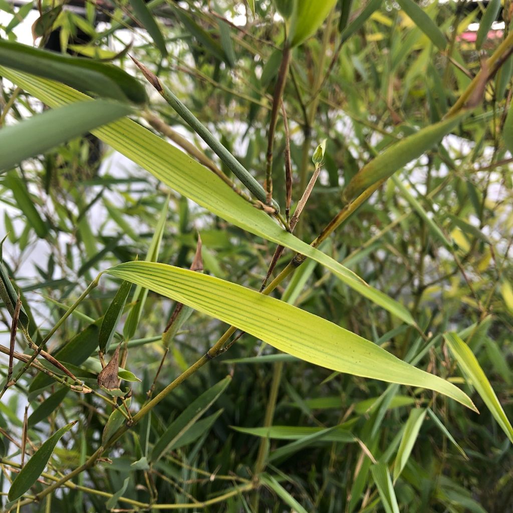 Phyllostachys heteroclada - Bambù d'acqua