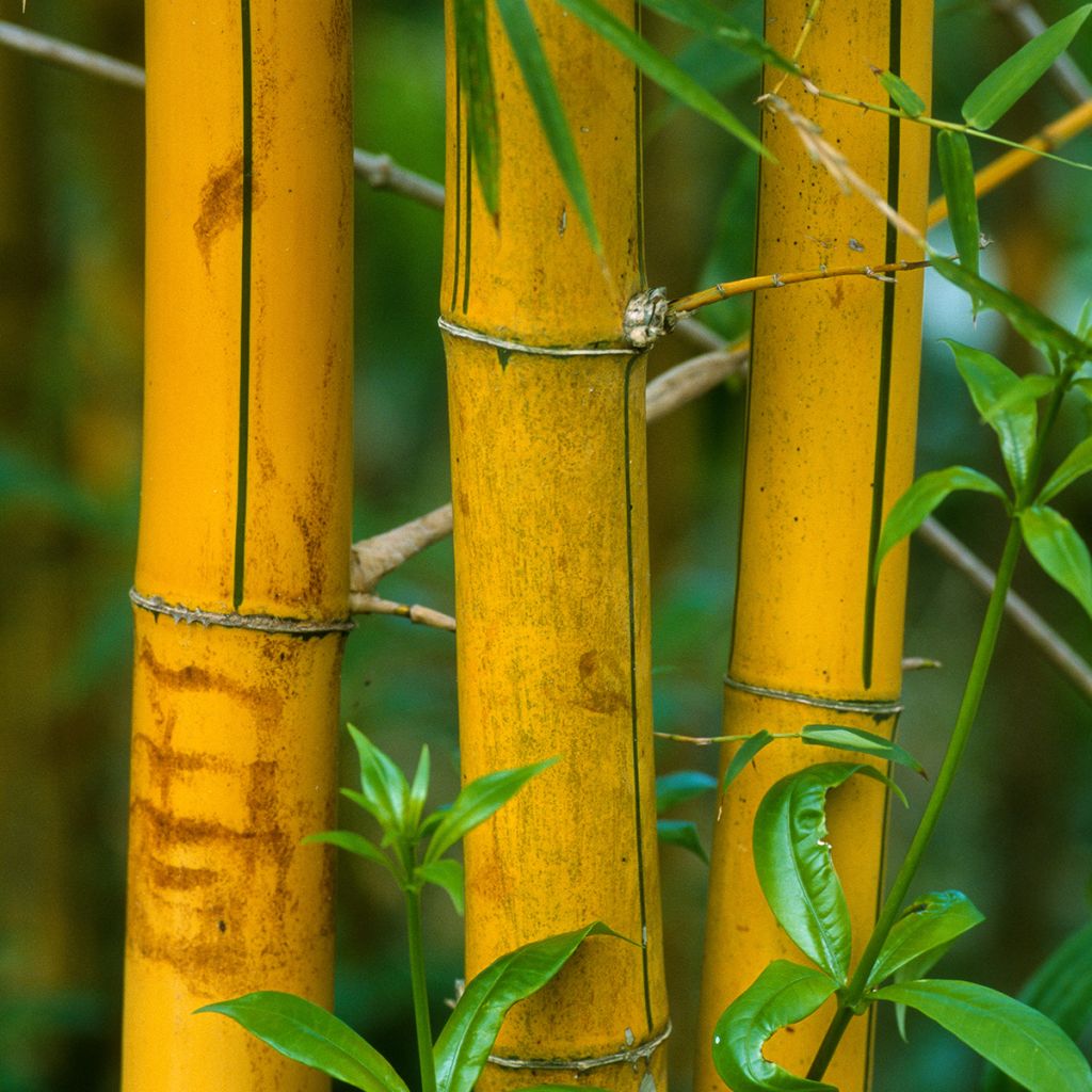 Phyllostachys viridis Sulphurea - Bambù