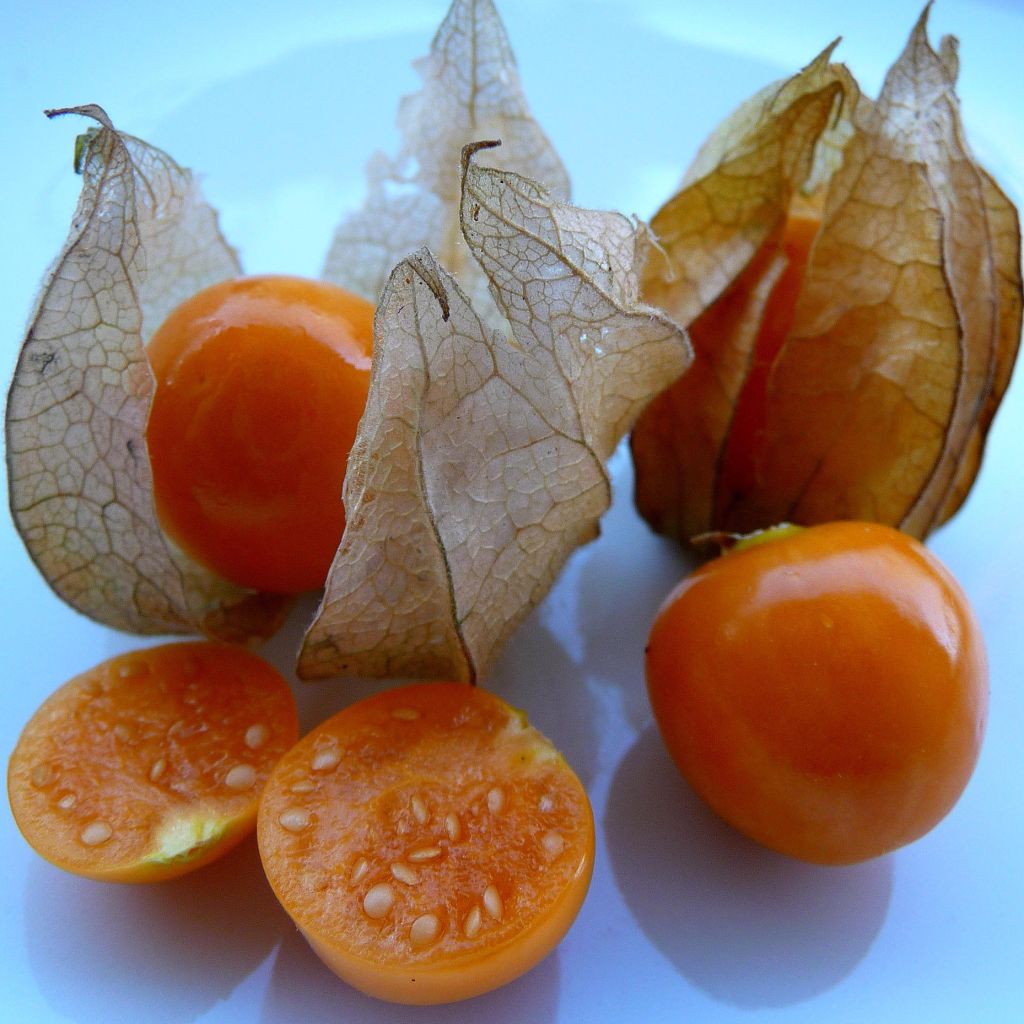 Physalis peruviana - Alchechengio del Perù