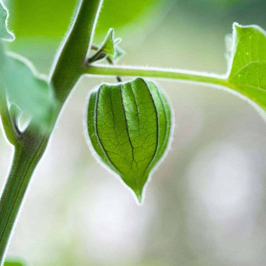 Physalis peruviana - Alchechengio del Perù