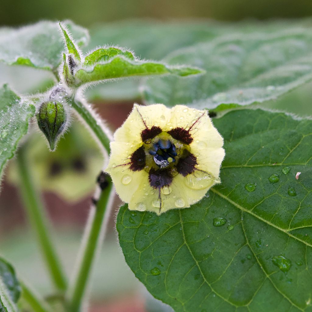 Physalis peruviana - Alchechengio del Perù