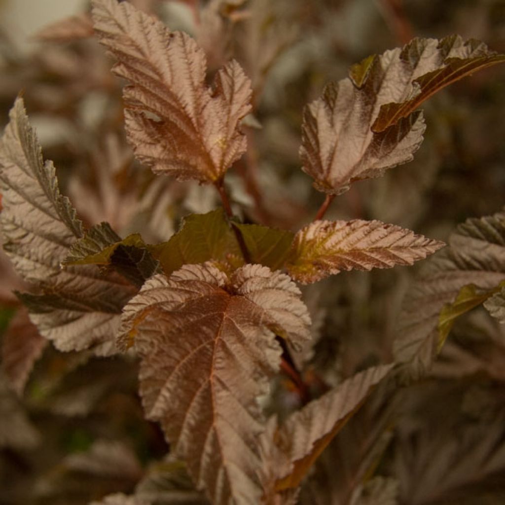 Physocarpus opulifolius Diable D'Or