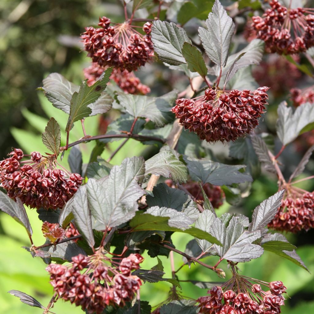 Physocarpus opulifolius Diabolo