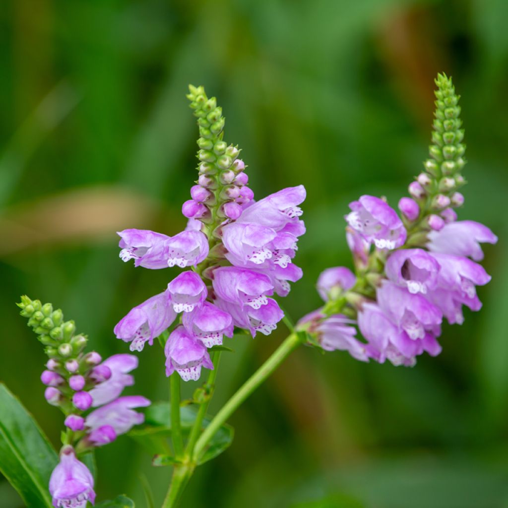 Physostegia virginiana Red Beauty