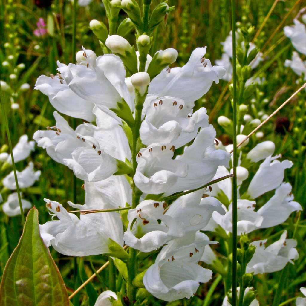 Physostegia virginiana Summer Snow