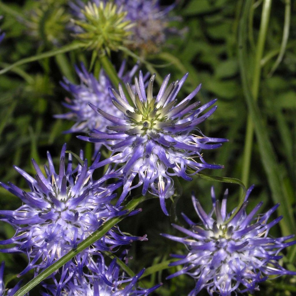 Phyteuma scheuchzeri - Raponzolo di Scheuchzer