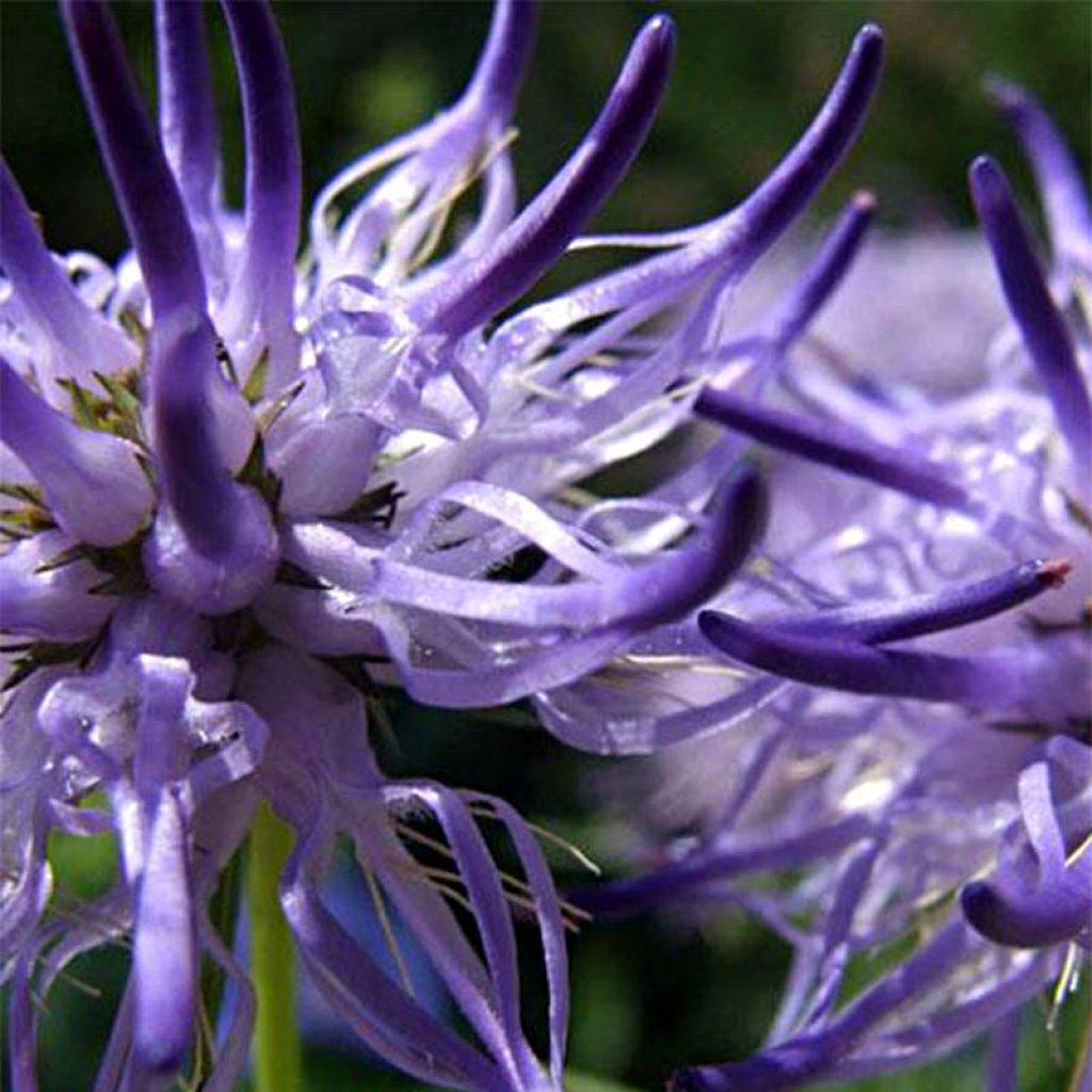 Phyteuma scheuchzeri - Raponzolo di Scheuchzer