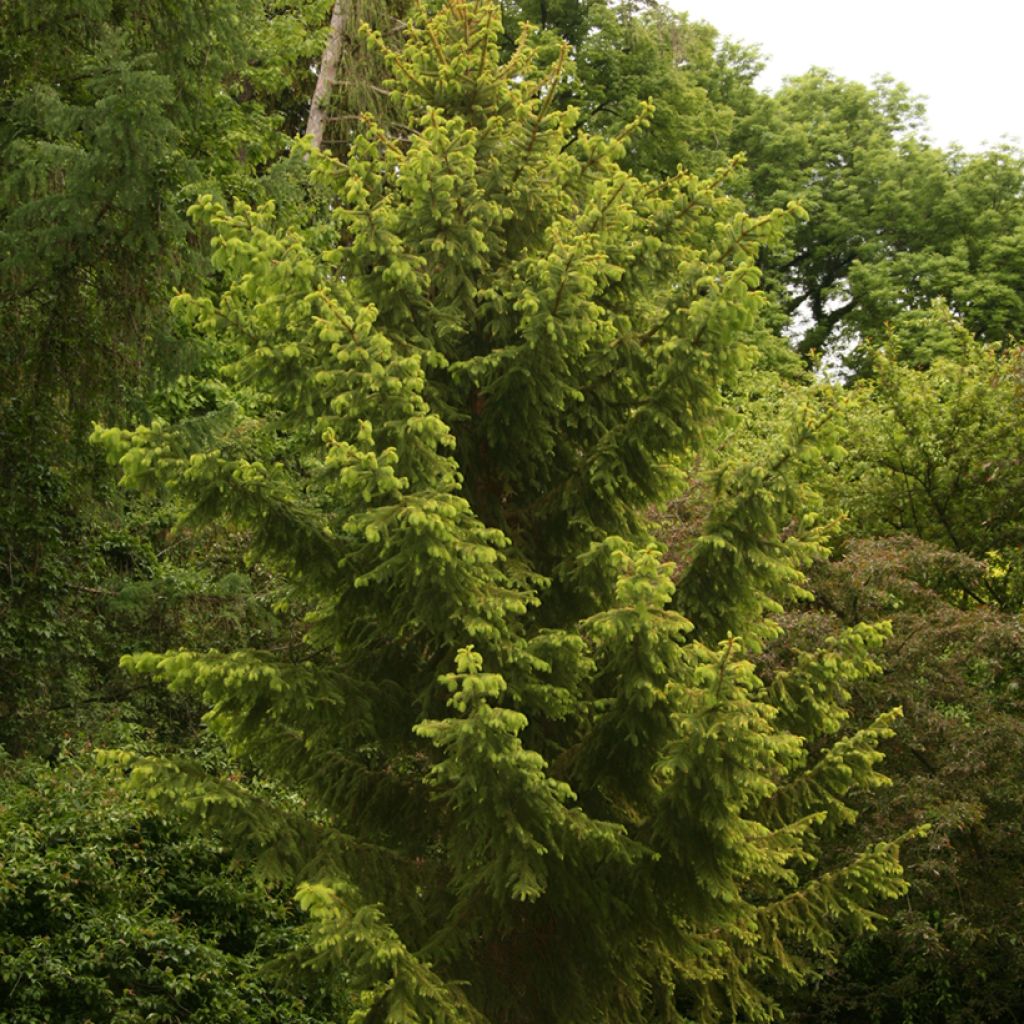 Picea abies Aurea Magnifica