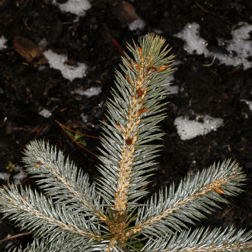 Picea chihuahuana