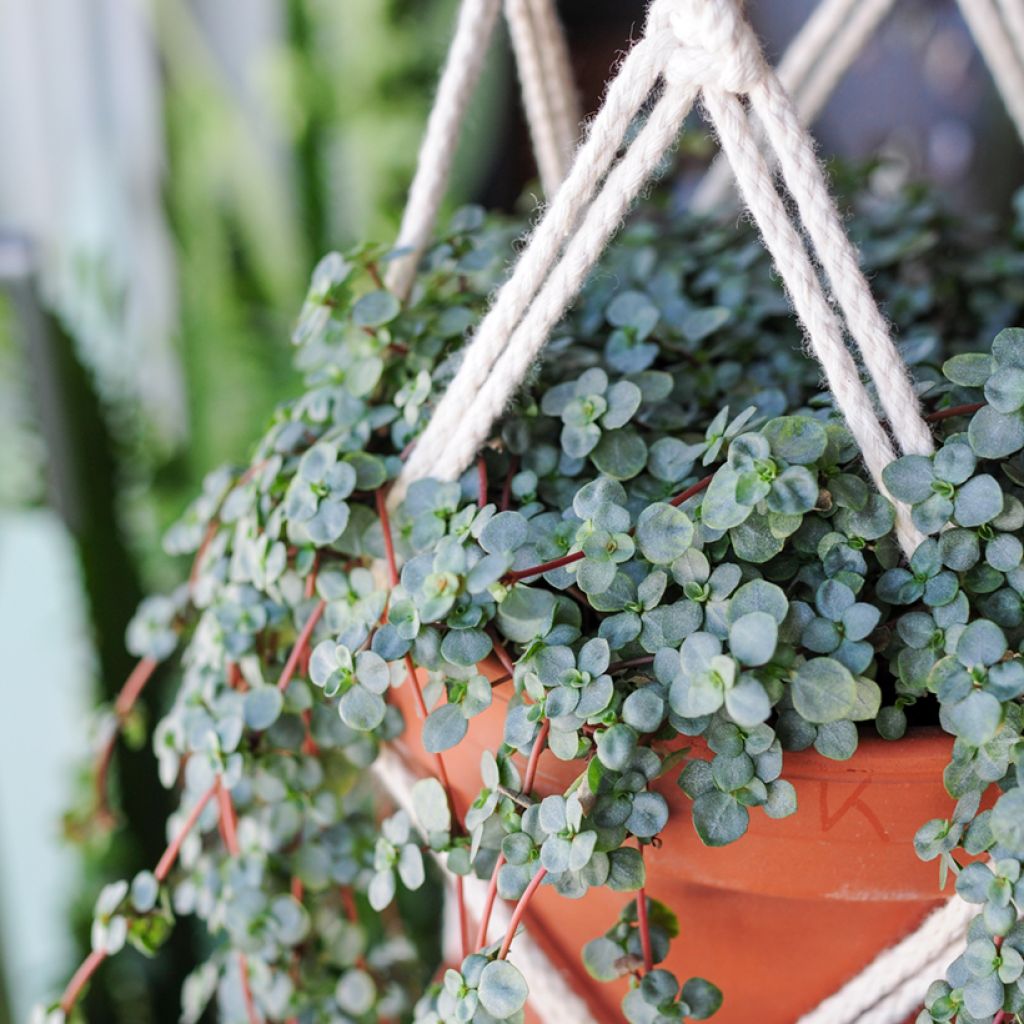 Pilea glaucophylla Greyzy