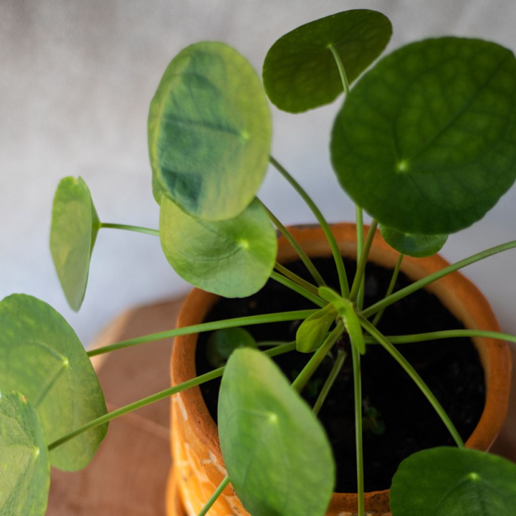 Pianta delle monete - Pilea peperomioides