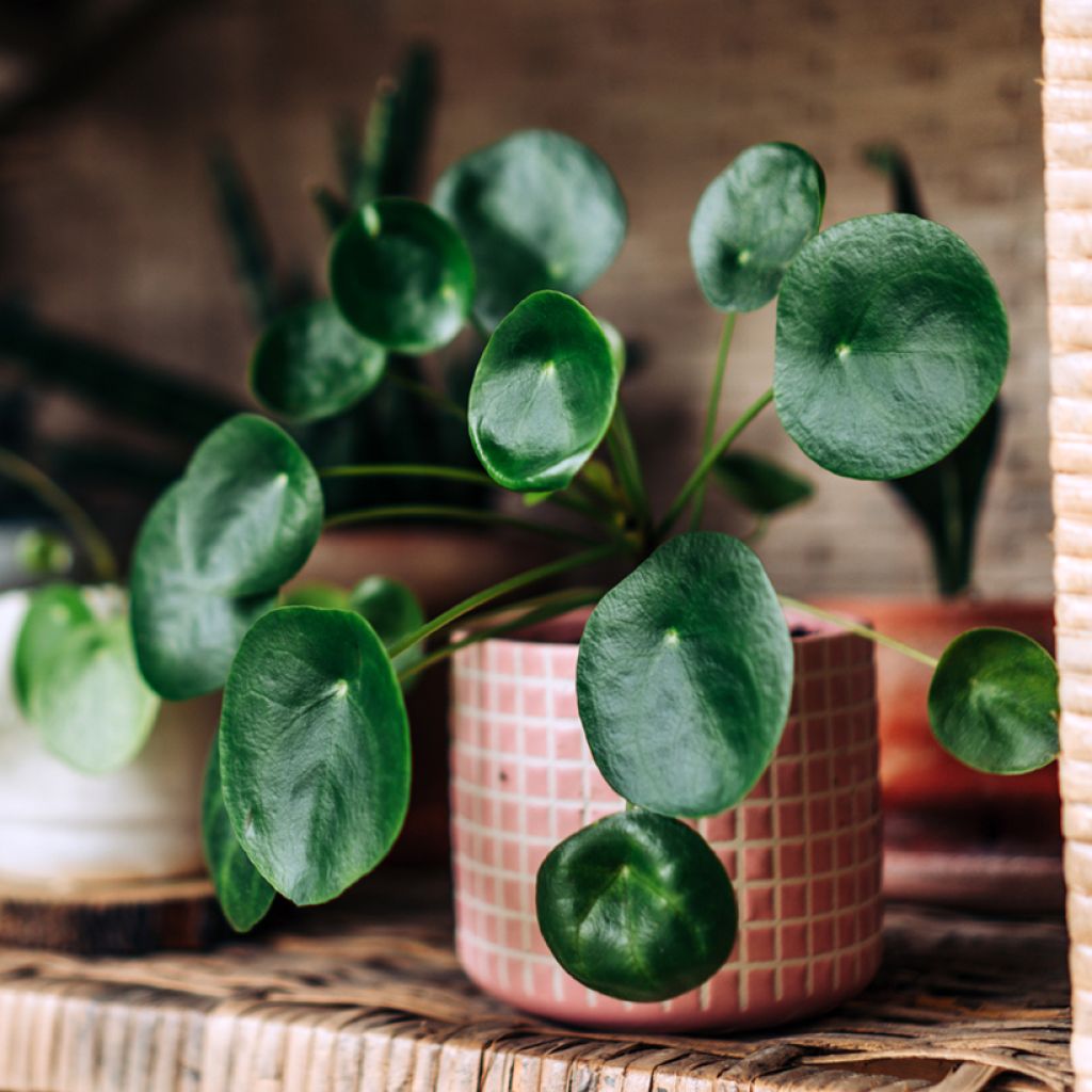 Pianta delle monete - Pilea peperomioides