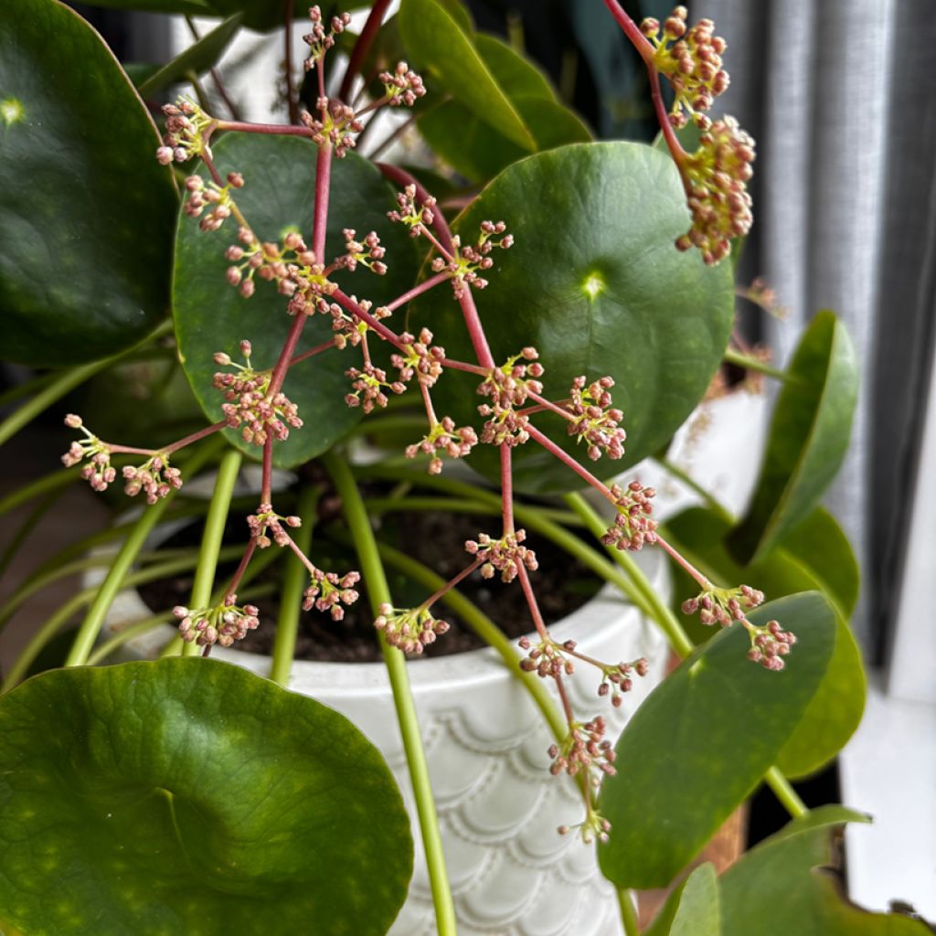 Pianta delle monete - Pilea peperomioides