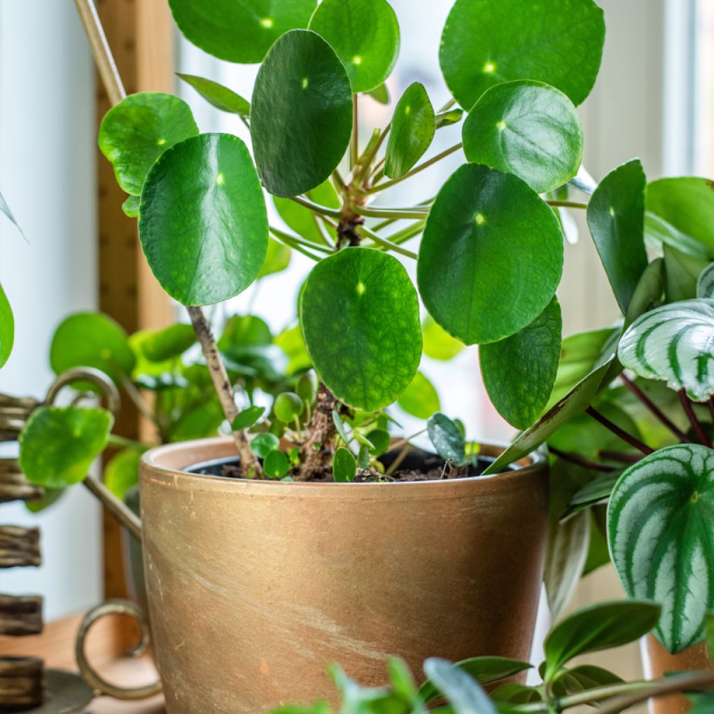 Pianta delle monete - Pilea peperomioides
