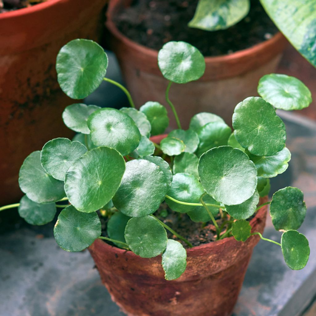 Pianta delle monete - Pilea peperomioides