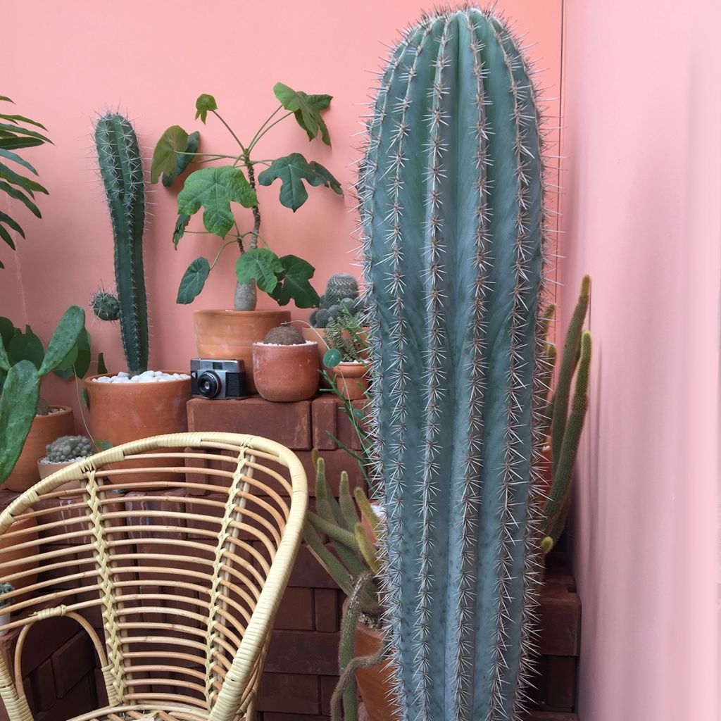 Pilosocereus azureus - Cactus