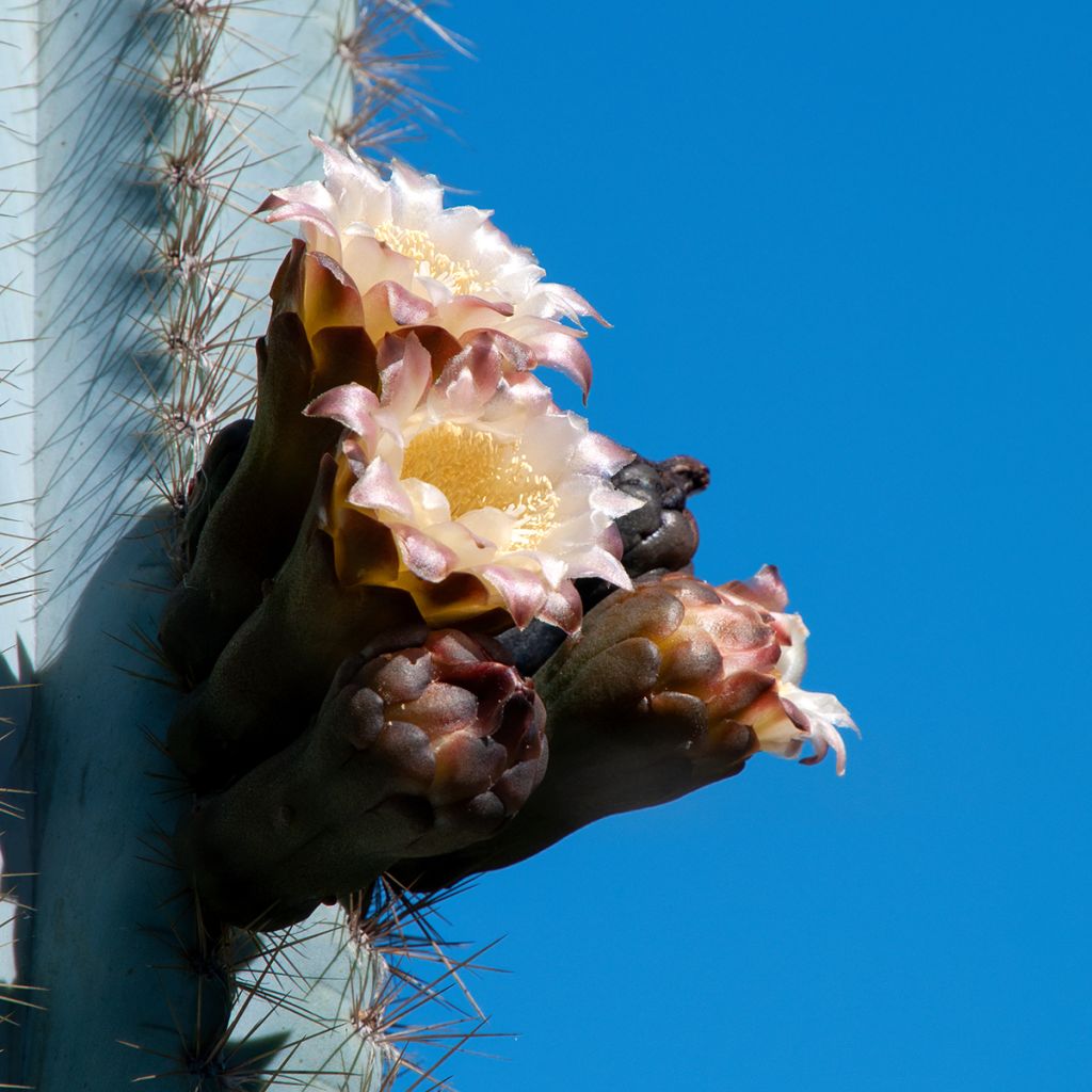 Pilosocereus azureus - Cactus