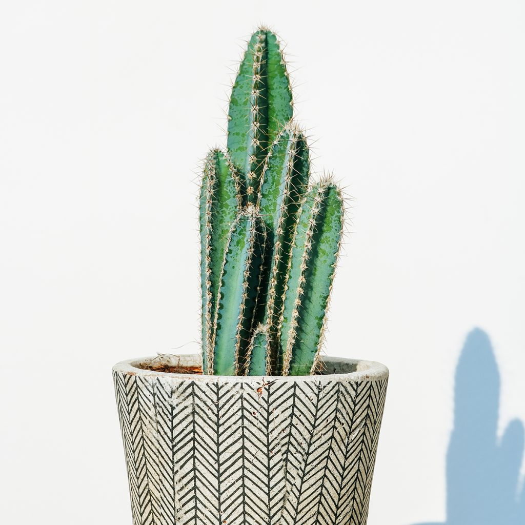 Pilosocereus azureus - Cactus
