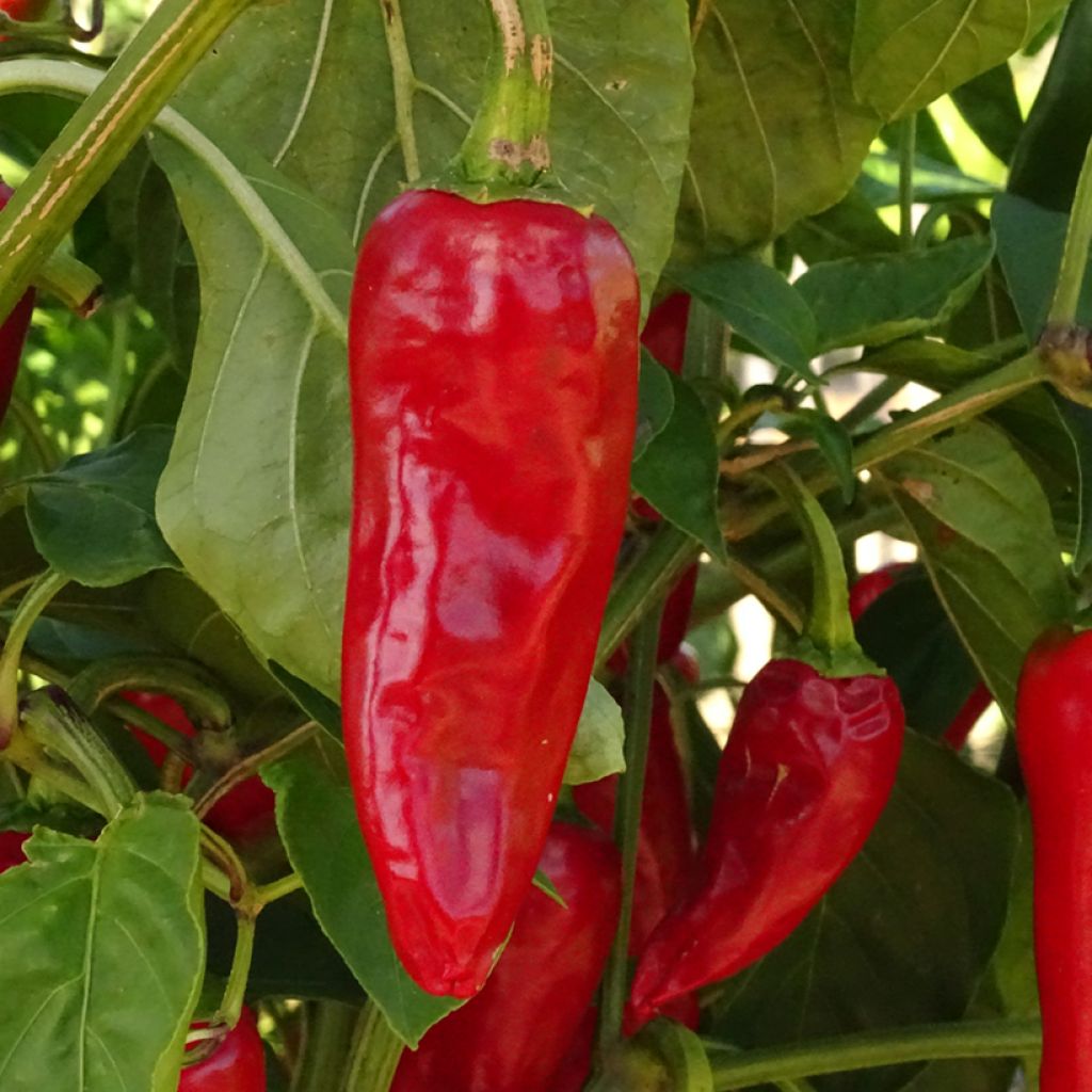 Peperoncino Gorria Bio