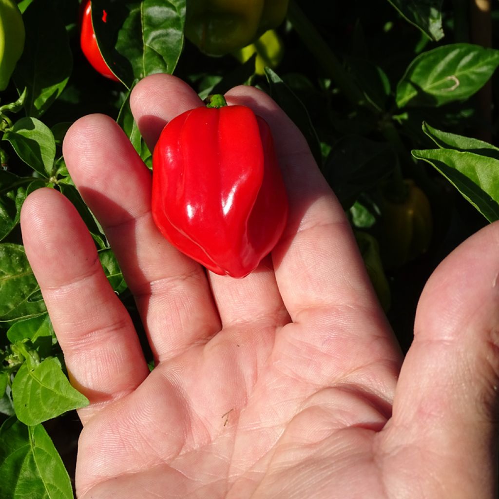 Peperoncino piccante Habanero