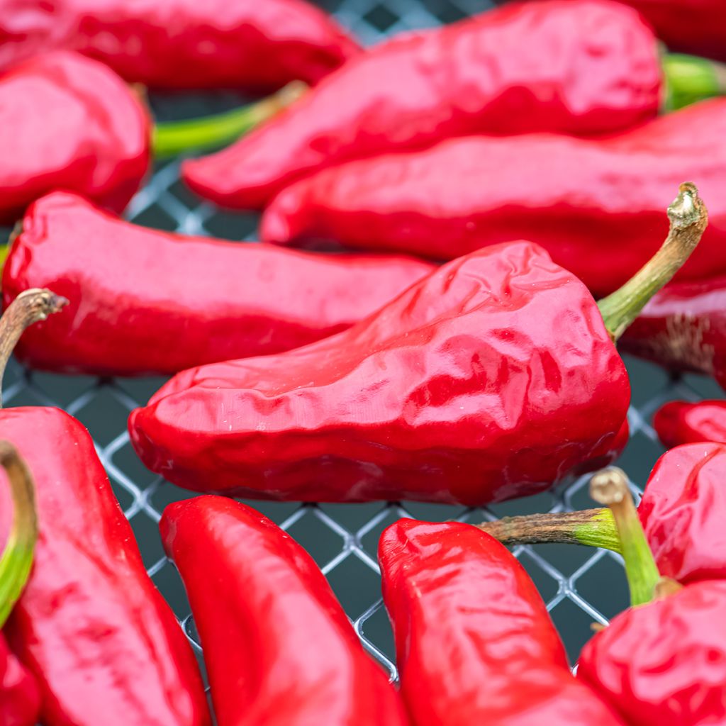 Peperoncino Gorria