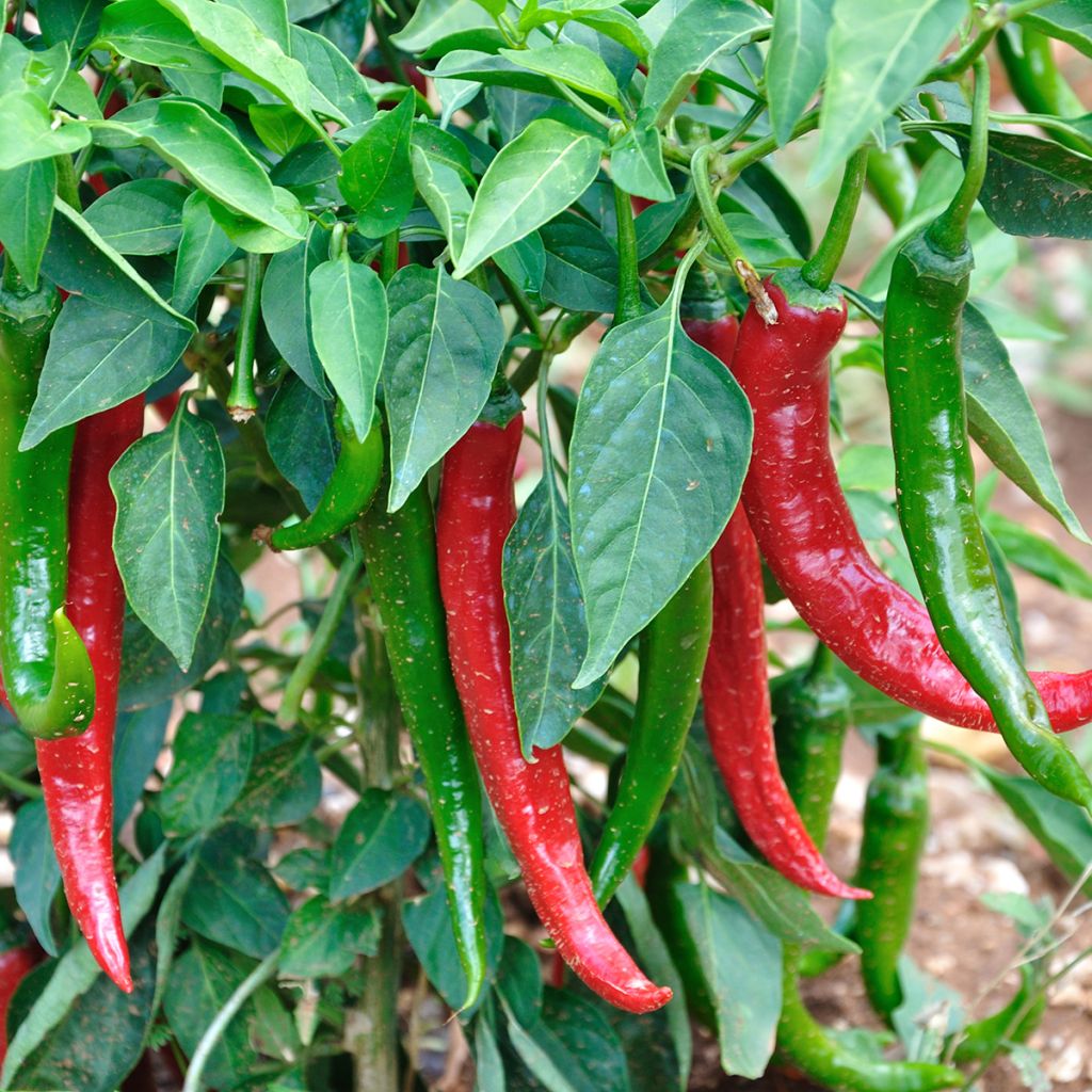 Peperoncino dolce Molto lungo delle Lande