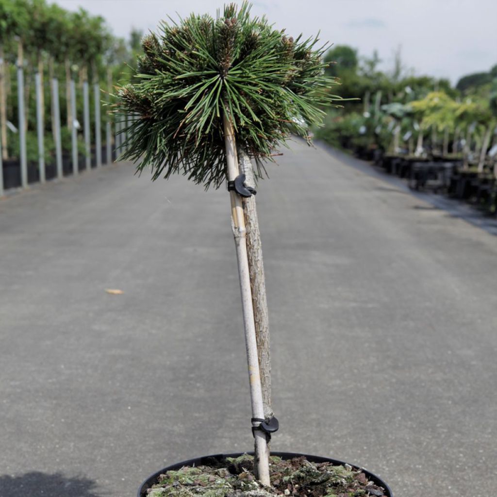 Pinus mugo Benjamin