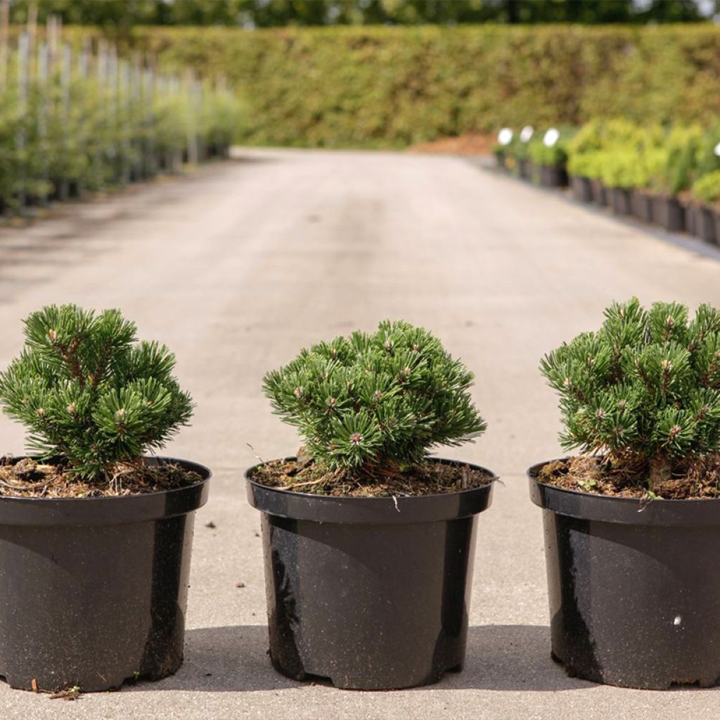 Pinus mugo Sherwood Compact