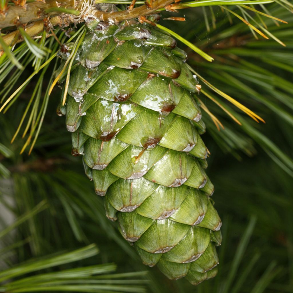 Pino di Armand - Pinus armandii