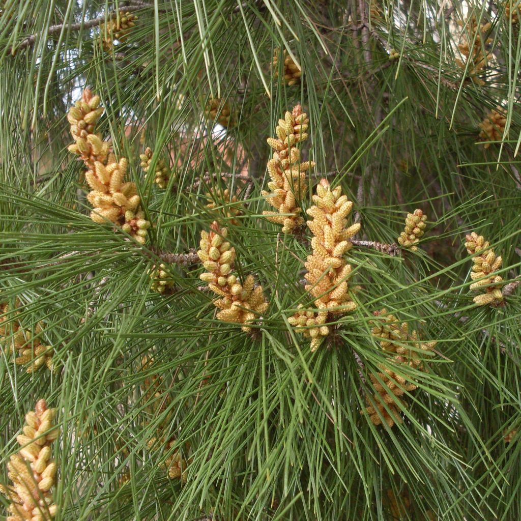 Pinus pinea - Pino domestico