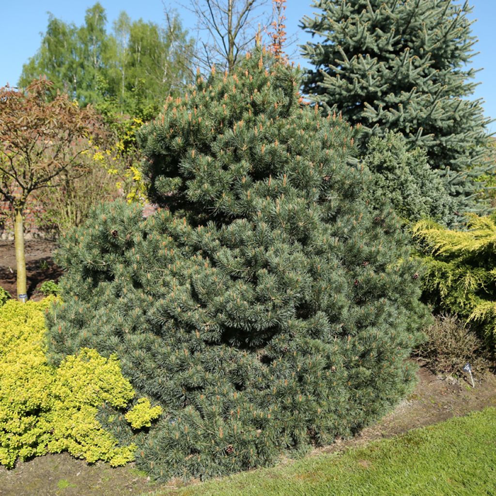 Pinus sylvestris Beuvronensis - Pino silvestre