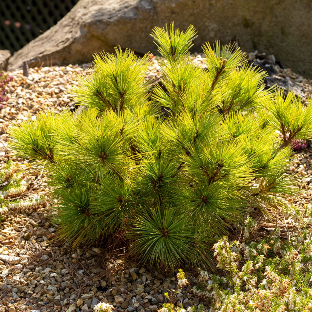 Pinus strobus Radiata - Pino strobo