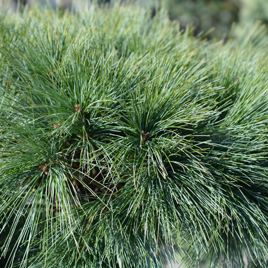 Pinus strobus Radiata - Pino strobo