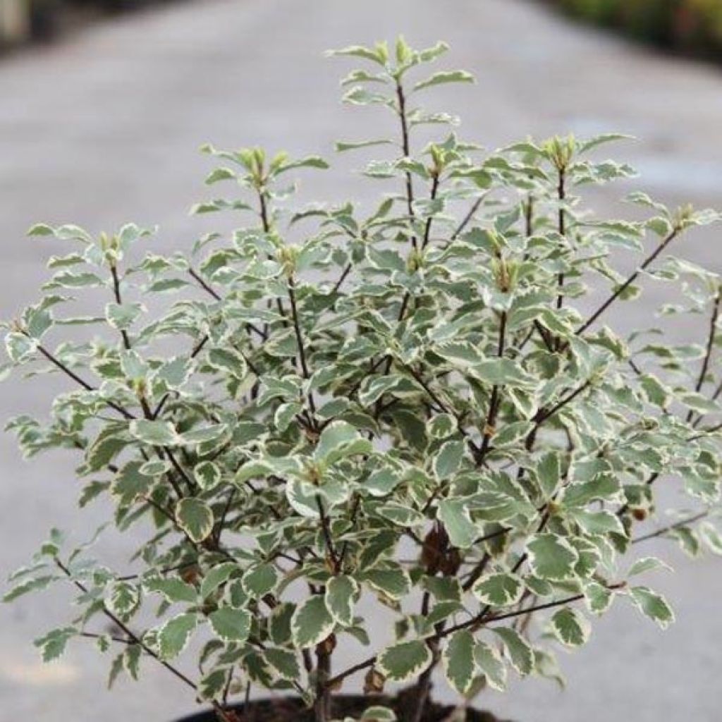 Pittosporum tenuifolium Variegatum