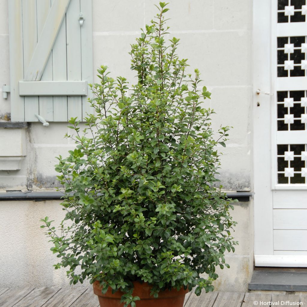 Pittosporum tenuifolium Irish Luck