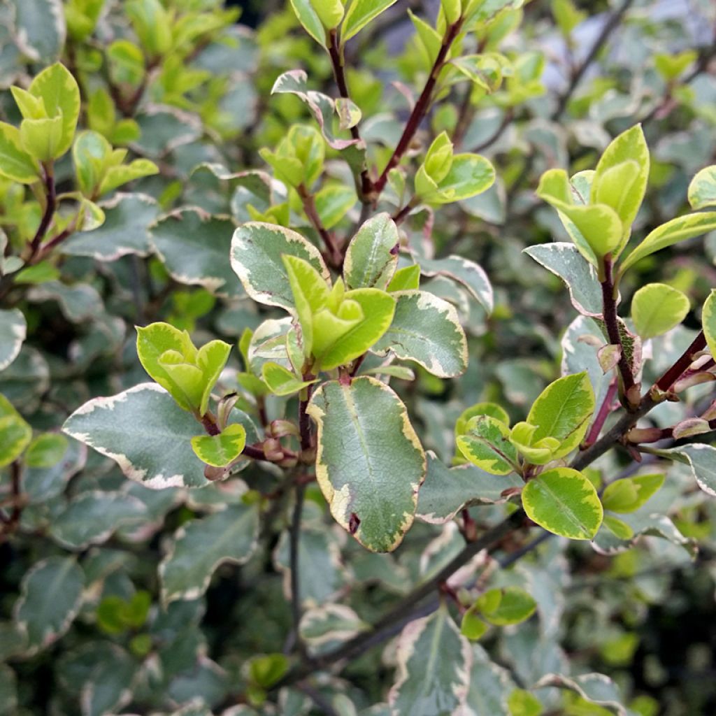 Pittosporum tenuifolium Victoria