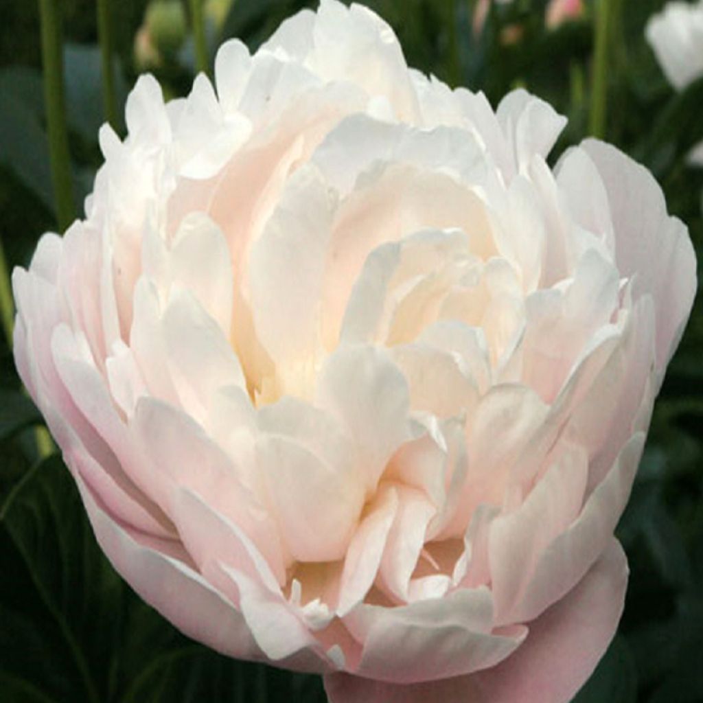Peonia erbacea Corinne Wersan