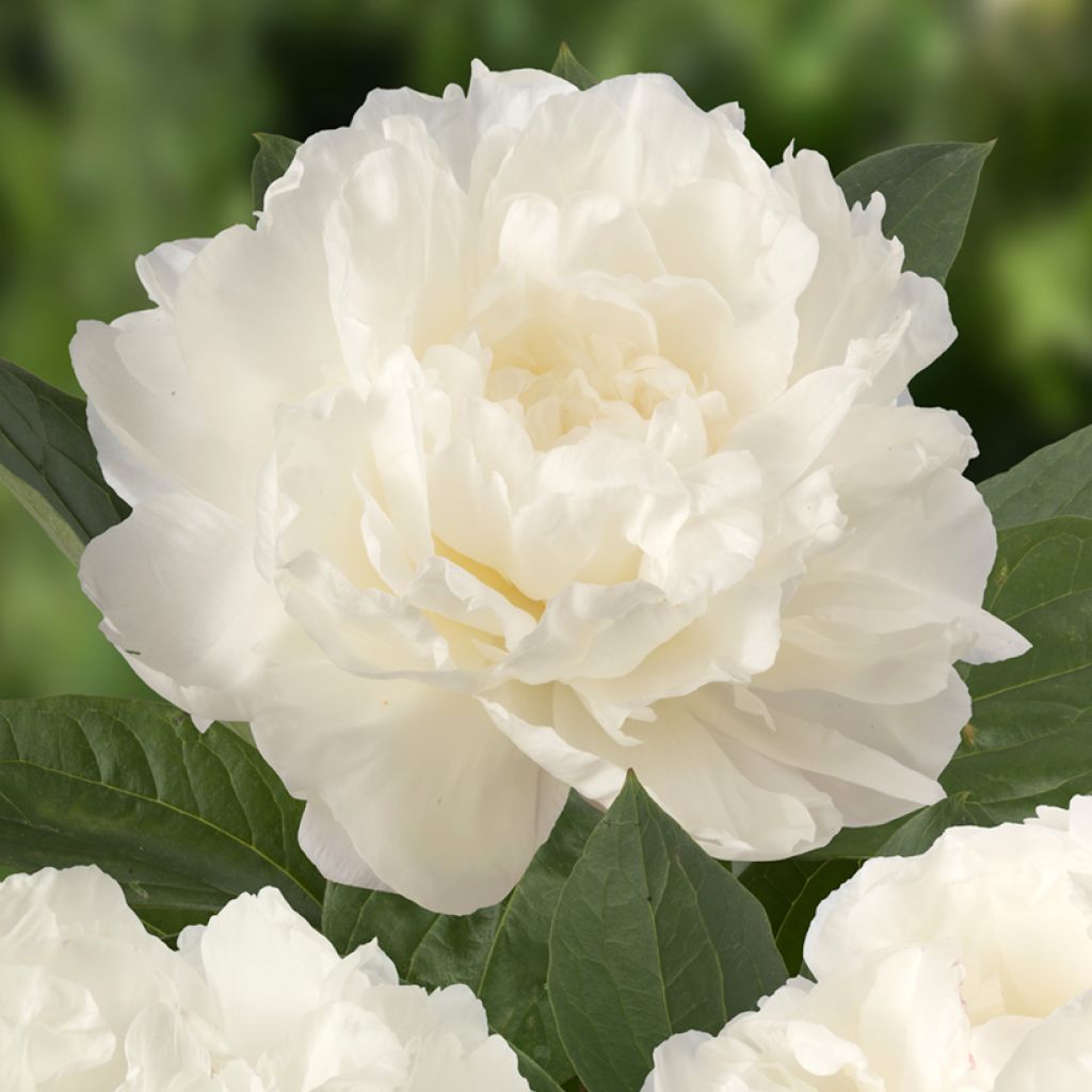 Peonia erbacea Fringed Ivory