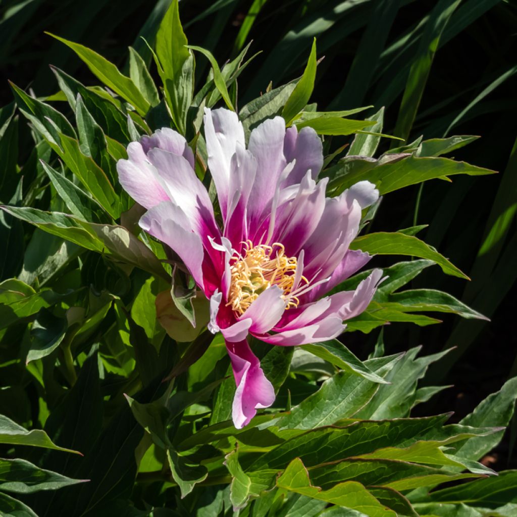 Peonia Itoh Cora Louise