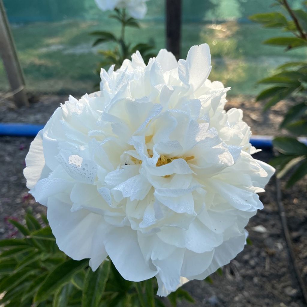Peonia erbacea Mistress