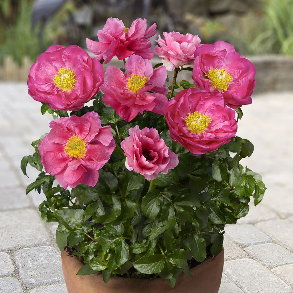 Peonia erbacea Patio Peony Athens