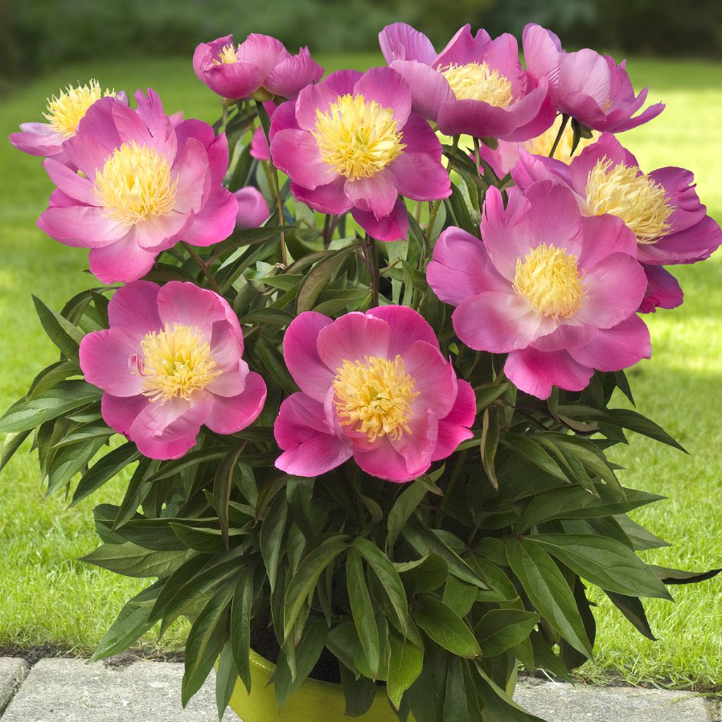 Peonia erbacea Patio Peony Kiev