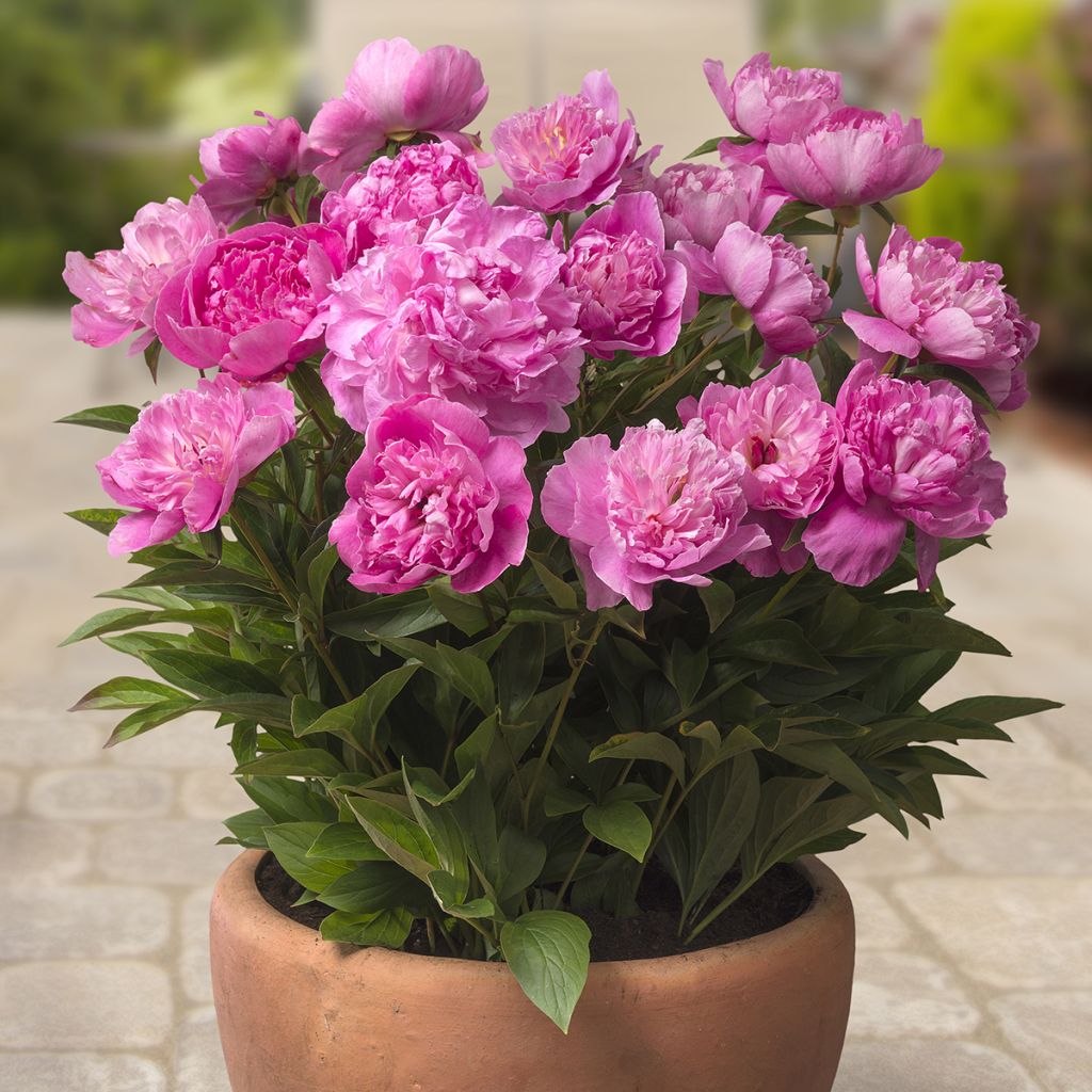 Peonia erbaceaPatio Peony Rome