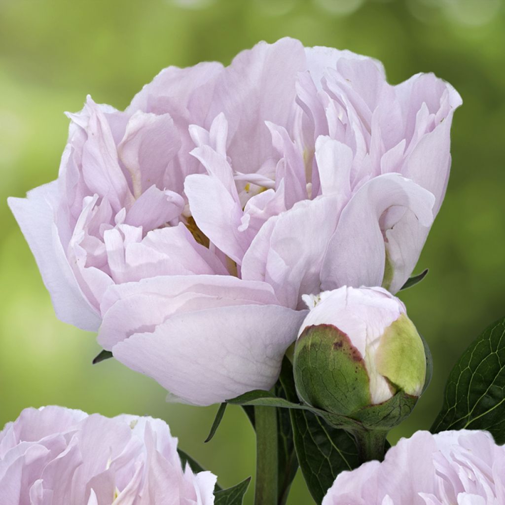Peonia erbacea Pink Vanguard