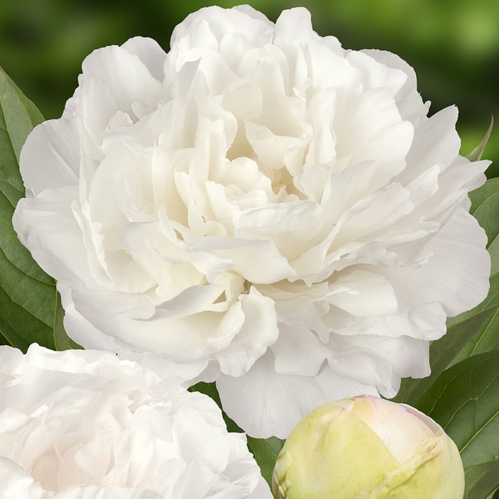 Peonia erbacea Puffed Cotton