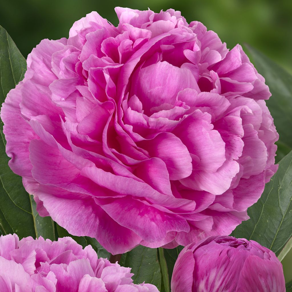 Peonia erbacea Think pink