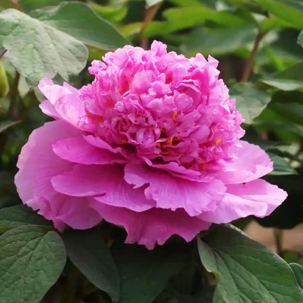 Peonia arborea Cai Hui