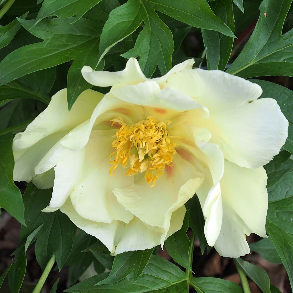 Peonia Itoh Viking Full Moon