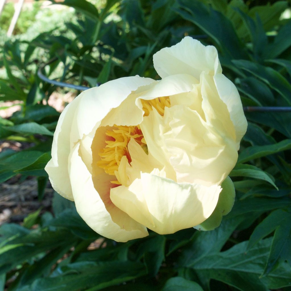 Peonia Itoh Viking Full Moon